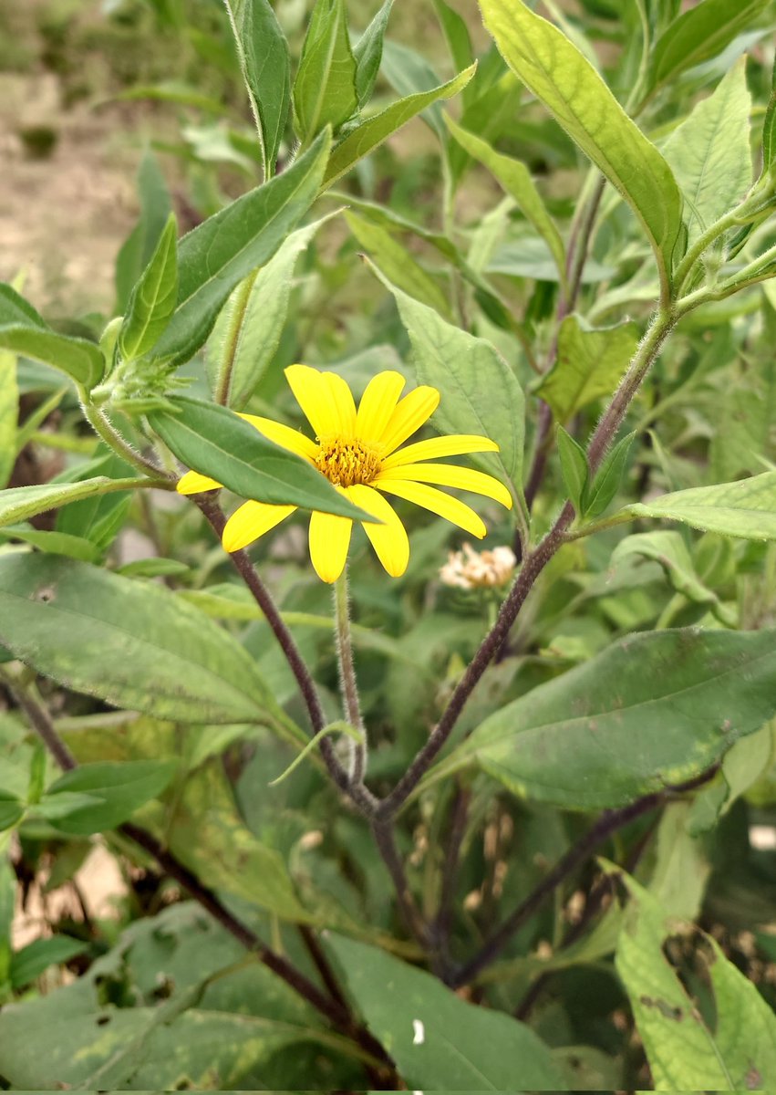 菊芋の花 菊芋の花