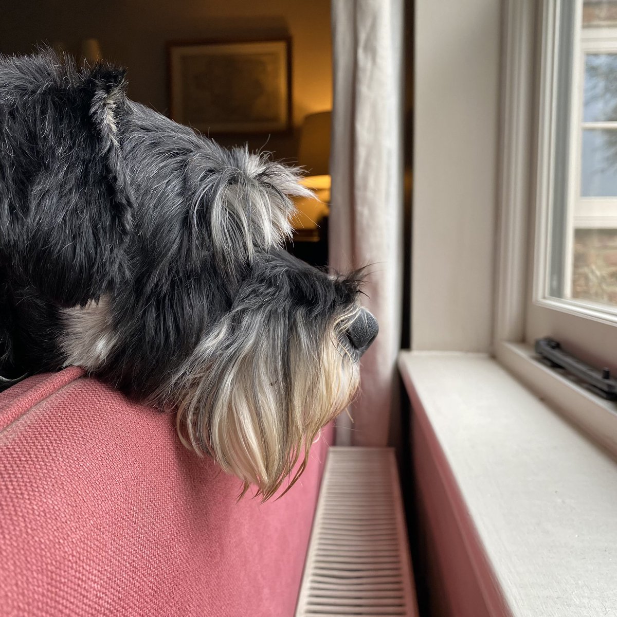 wilfyschnauzer's tweet photo. Ever vigilant #windowwarrior https://t.co/lTO1Wd5VEV