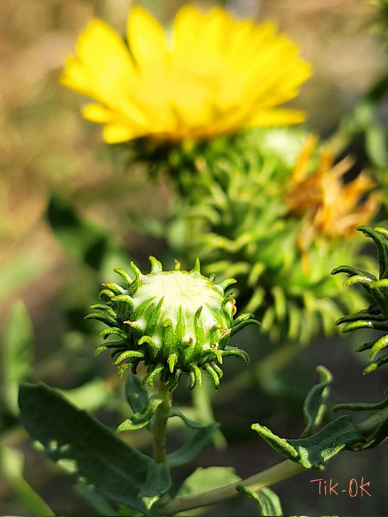 Tigran12819780's tweet photo. #Grindelia squarrosa or curly-top #gumweed 💮
#NaturePhotography #flowers #bee #nature #TwitterNatureCommunity https://t.co/wNosz5anjs