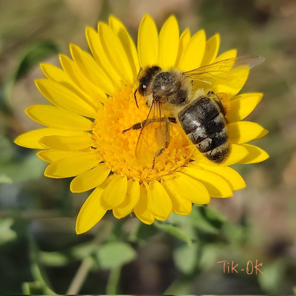 Tigran12819780's tweet photo. #Grindelia squarrosa or curly-top #gumweed 💮
#NaturePhotography #flowers #bee #nature #TwitterNatureCommunity https://t.co/wNosz5anjs