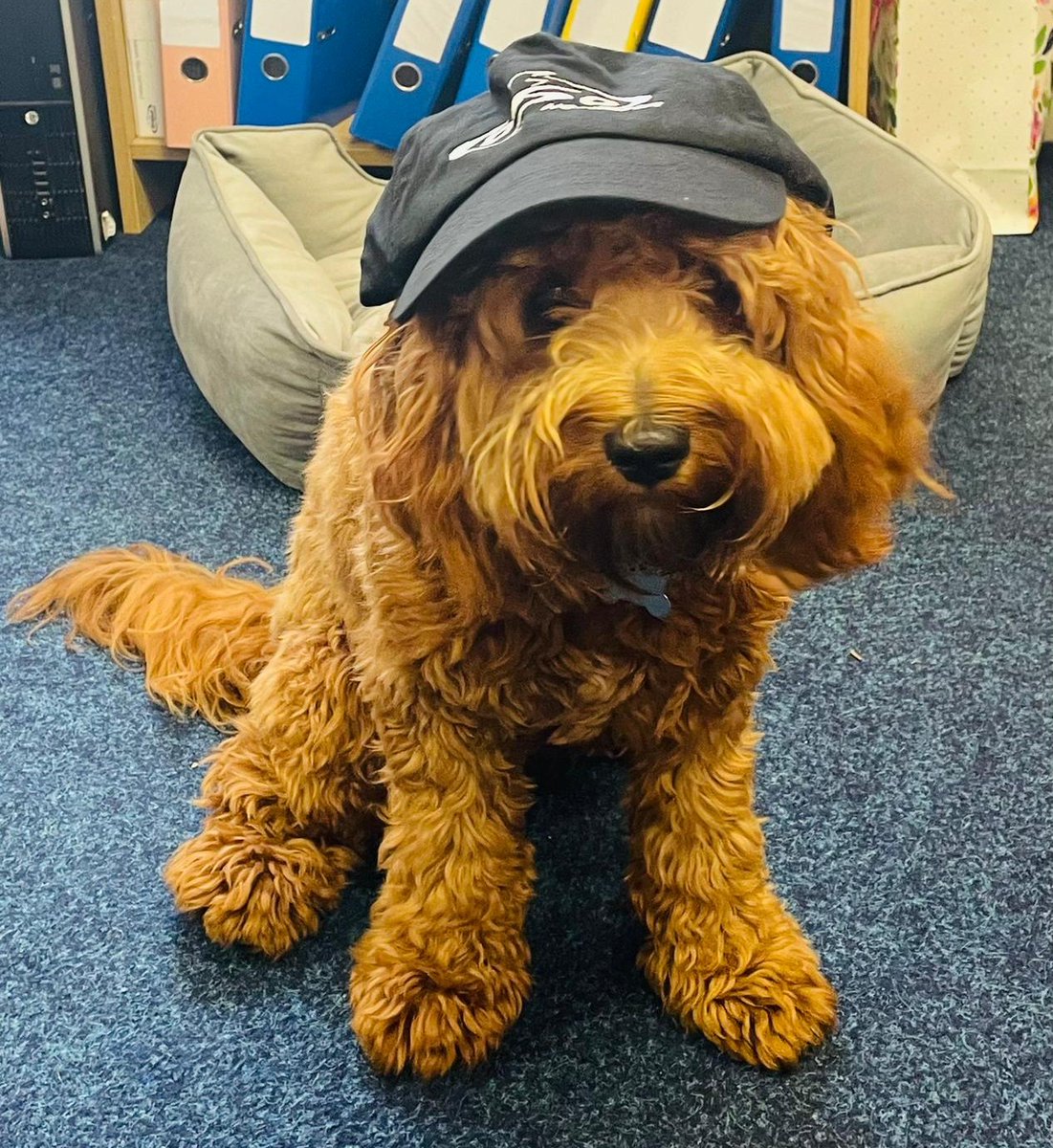 OsoHotwaterUK's tweet photo. OSO HQ has a furry colleague helping team OSO in the office today. Everyone meet Teddy, OSO's newest recruit.
#oso #teamoso #newteam #customerservice #dogsofsocialmedia https://t.co/95EZDLA5ub