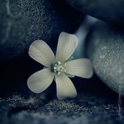 alaaalsalem24's tweet photo. إلهي... يا غياث المستغيثين ويا غاية الطالبين ويا كنز الراغبين ويا ذا القوة المتين يا عون من لا عون له ويا سند من لا سند له ويا ذخر من لا ذخر له ويا حرز من لاحرز له يا عون الضعفاء ويا كنز الفقراء إليك توجهنا وبك توسلنا بيّض وجوهنا وفرّج همومنا واختم لنا بخير يوم نلقاك بفضلك ورحمتك https://t.co/mkVtlK2L1e