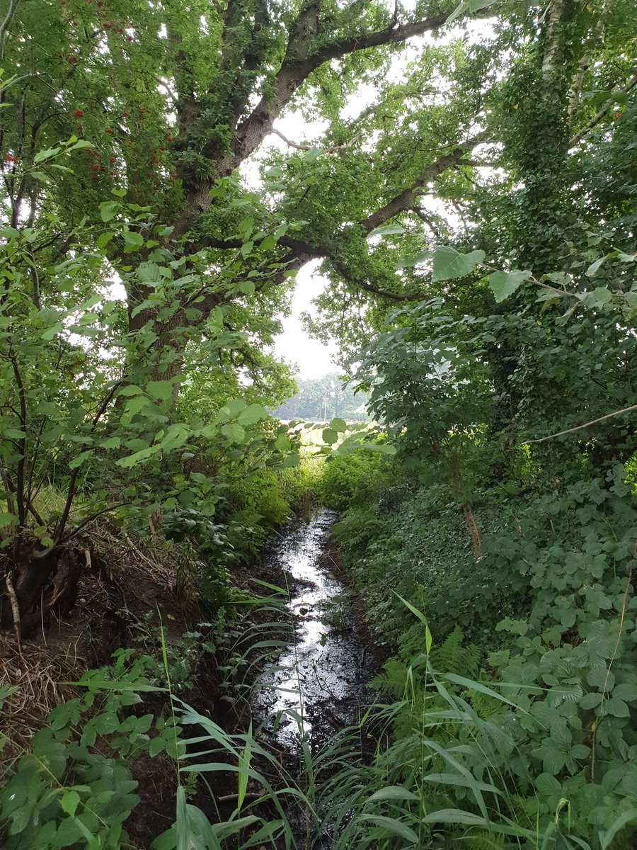 missonfire's tweet photo. . @ Reestdal 🏃‍♀️👌🌳🌿🍀 https://t.co/K6MwrINJJd