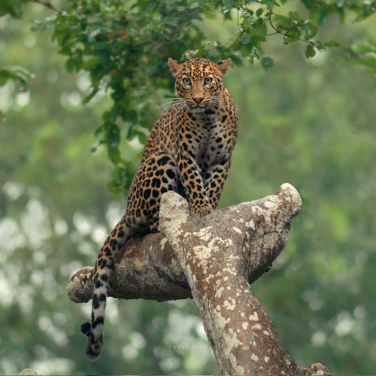 The shape of this tree, like natures outstretched arm, with her most beautiful creation in her palm. 

#thejungleiswatching #shaazjung