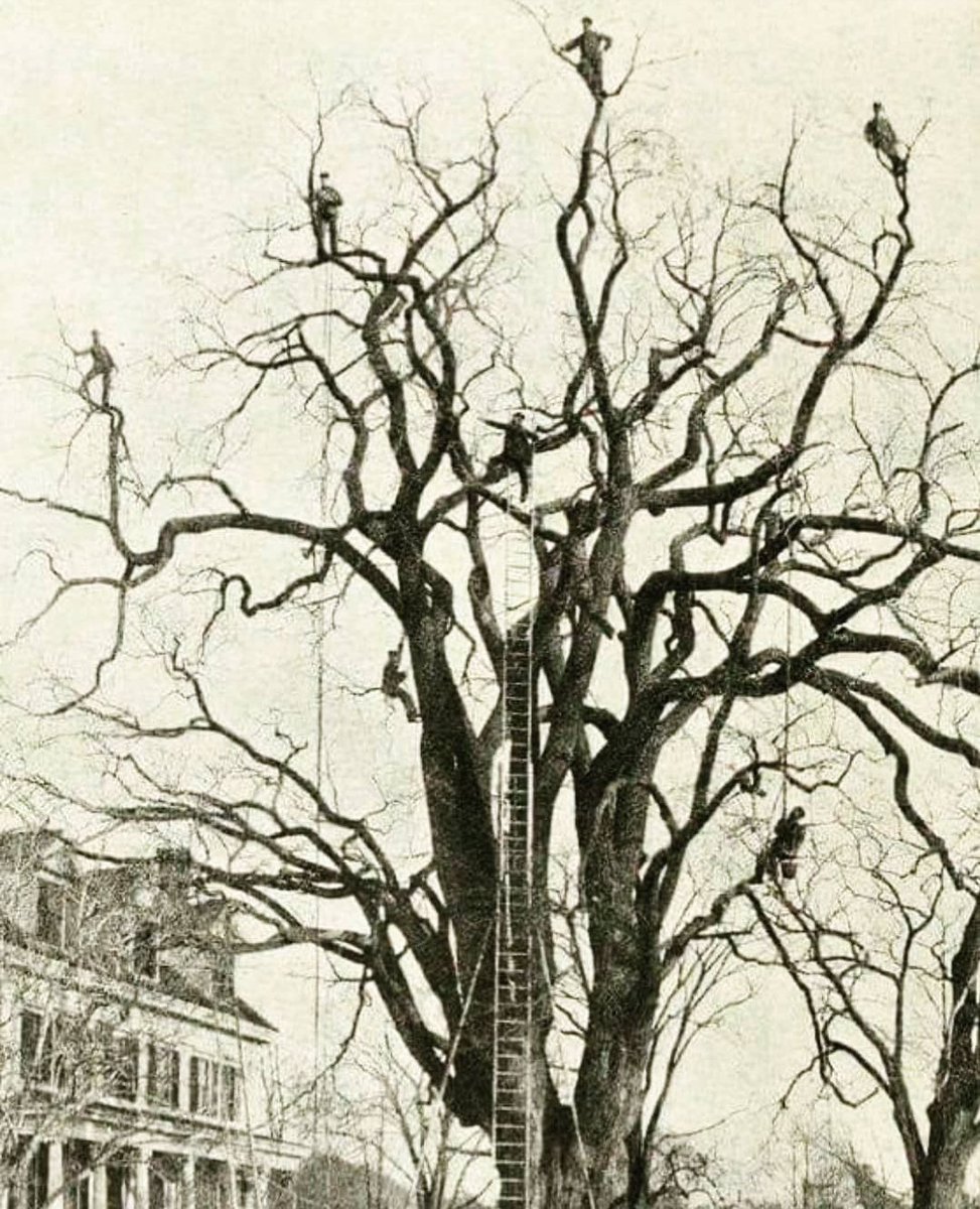 Tree pruning in the late 1800s was a dangerous business.