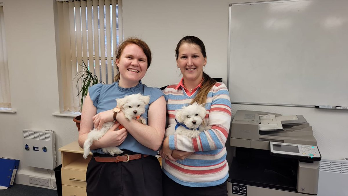HHFCLtd's tweet photo. The office is in capable hands (or indeed paws) today! 🐾

A visit from the lovely Luke and Leia, Senior Administrator Zuzana's puppies. 

#TopDogs #BringYourPetsToWork #FurryFinanceFriends https://t.co/ifaDtvs162