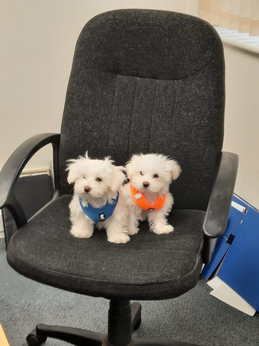 HHFCLtd's tweet photo. The office is in capable hands (or indeed paws) today! 🐾

A visit from the lovely Luke and Leia, Senior Administrator Zuzana's puppies. 

#TopDogs #BringYourPetsToWork #FurryFinanceFriends https://t.co/ifaDtvs162