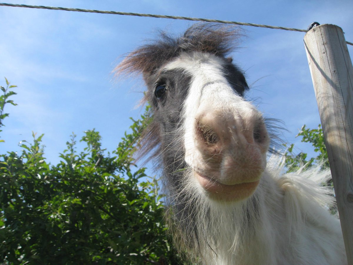 eggsypony's tweet photo. "One's life has value so long as one attributes value to the life of others, by means of love, friendship, indignation and compassion" 
#ThursdayThoughts #quote Simone de Beauvoir 
Image a #ThrowbackThursdaya photograph taken not long after we rescued him from abandonment #TBT https://t.co/RH2HdA6Y36
