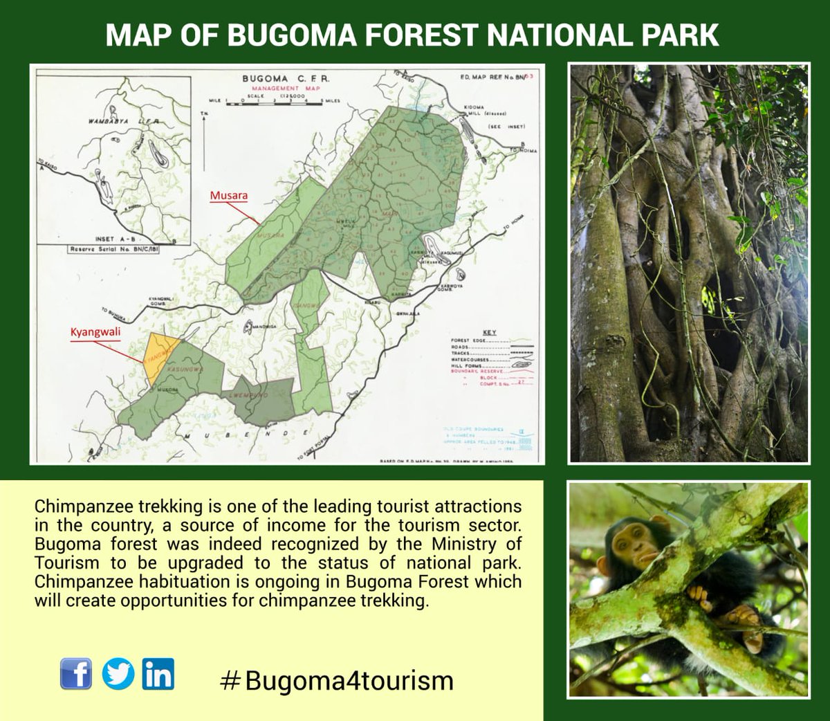 Acbforest tweet picture