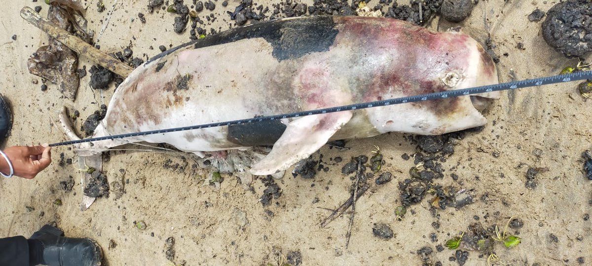 Here's an Indo-Pacific finless porpoise surrounded by and covered in oil this morning at Juhu. This species is protected under Schedule 1 of the Wild Life Protection Act, 1972.

Would a tiger's death go uninvestigated? The source of this oil must be checked!
