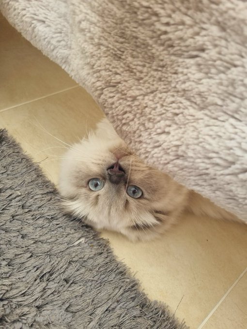 Winston being weird https://t.co/ogKQz14cCg