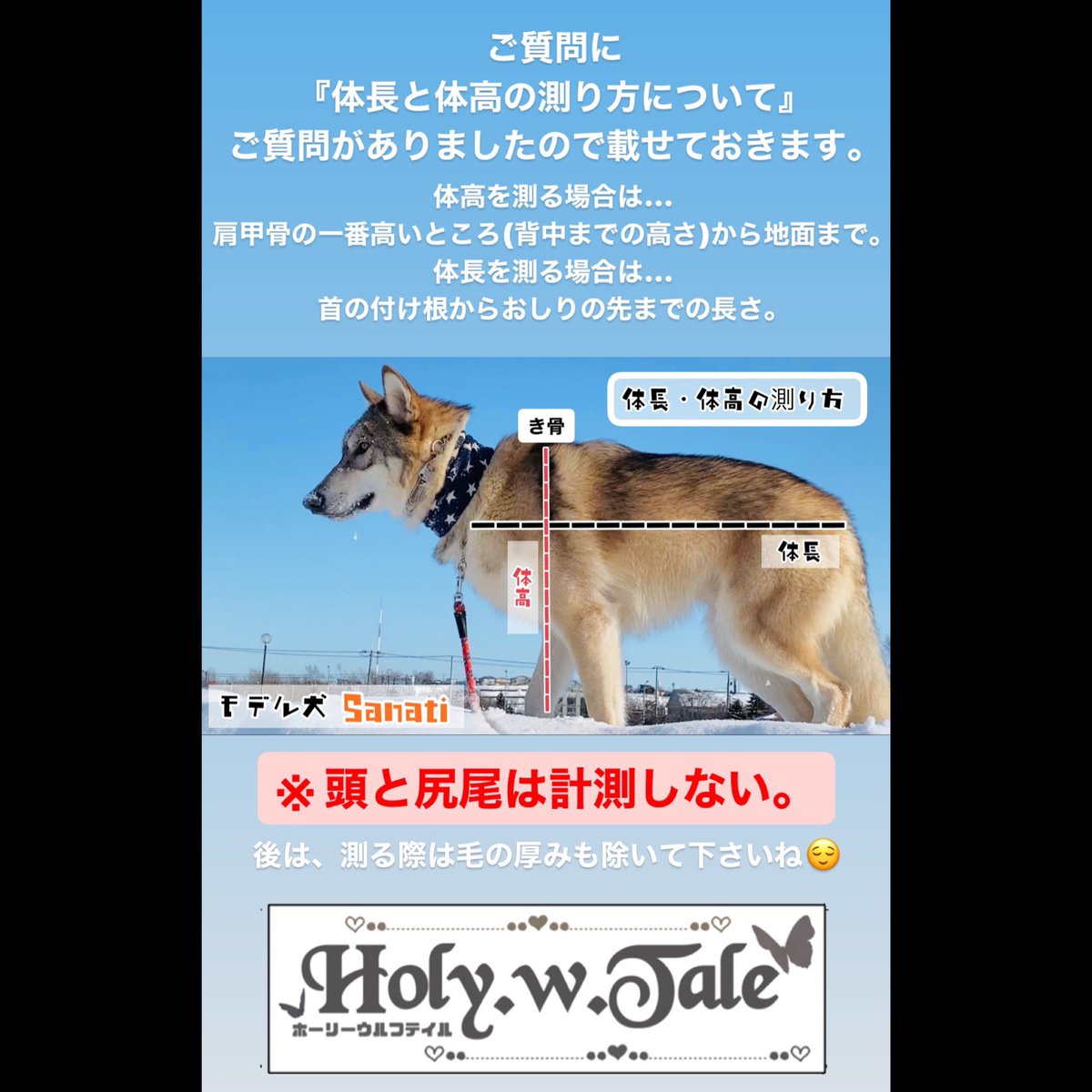 Wolfhybrid Twitter Search Wolfhybrid Twitter Search