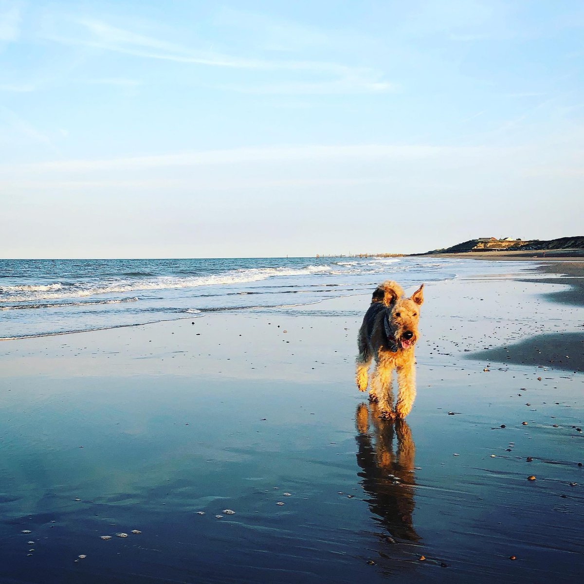 ToastieBarks's tweet photo. Dear Furpals, it me Angel Toastie from Rainbow Bridge. Today in 2018 we did holibobs in Norfolk on beach. It wuz pawfect day wif me dads. Aye wuz scared of waves but eventually aye did ok wif dem. Aye been teachin @TaytoBarks dat waves do be ok n he will get use to dem soon 🌊 https://t.co/HA1AN1fikp