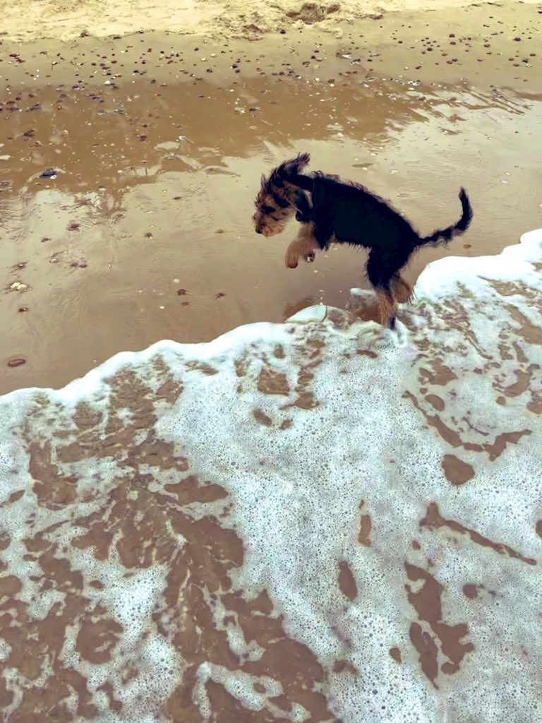 ToastieBarks's tweet photo. Dear Furpals, it me Angel Toastie from Rainbow Bridge. Today in 2018 we did holibobs in Norfolk on beach. It wuz pawfect day wif me dads. Aye wuz scared of waves but eventually aye did ok wif dem. Aye been teachin @TaytoBarks dat waves do be ok n he will get use to dem soon 🌊 https://t.co/HA1AN1fikp
