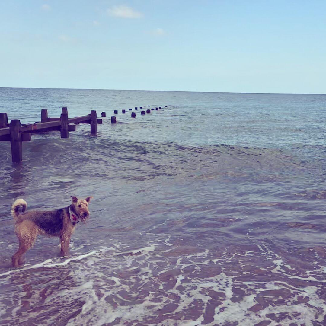 ToastieBarks's tweet photo. Dear Furpals, it me Angel Toastie from Rainbow Bridge. Today in 2018 we did holibobs in Norfolk on beach. It wuz pawfect day wif me dads. Aye wuz scared of waves but eventually aye did ok wif dem. Aye been teachin @TaytoBarks dat waves do be ok n he will get use to dem soon 🌊 https://t.co/HA1AN1fikp