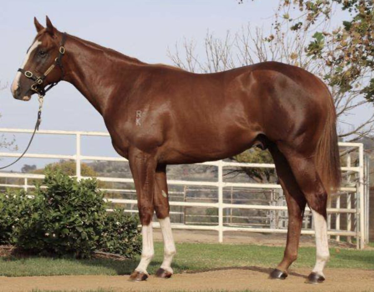 BreedersSa's tweet photo. #SAFbred Imported Mares Making A Mark In Australia https://t.co/ieBVNJD8lR https://t.co/PkWiFJTyTs