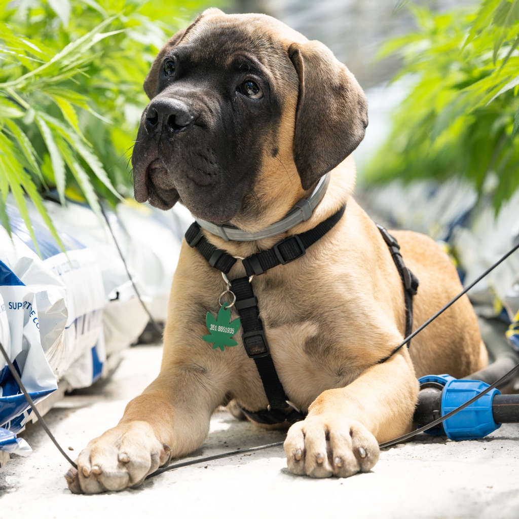 A gorgeous little guard dog watching over the crop 🐶