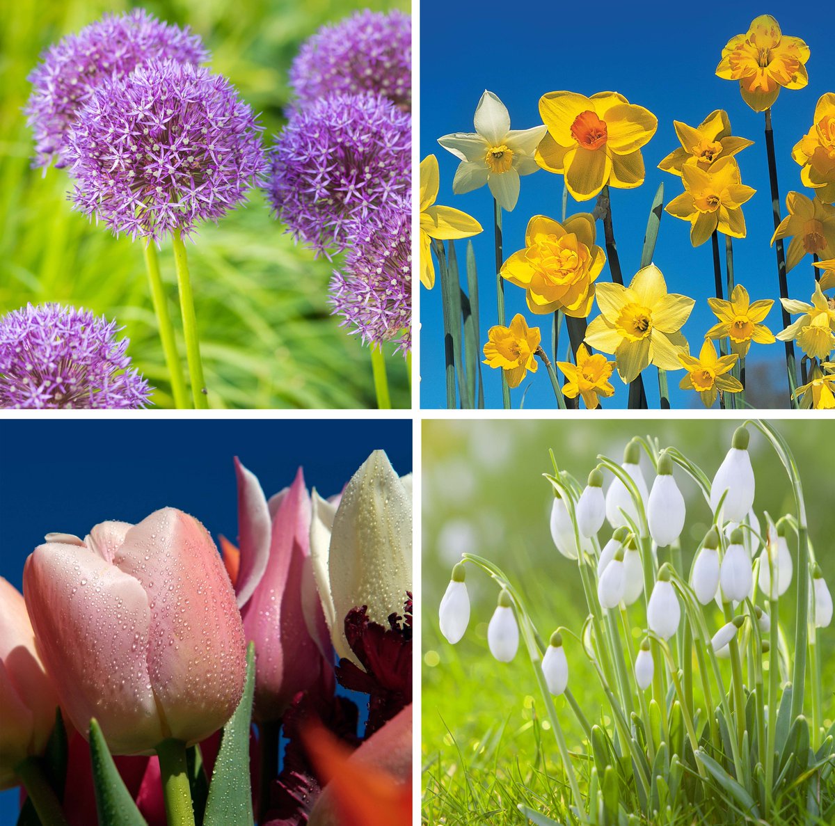 RHSHydeHall's tweet photo. Plant now for a real pop of colour in 2022!  We have a huge variety of bulbs to choose from so pop in for a visit and get planning your spring garden.  #springfloweringbulbs  #rhsgardencentres https://t.co/yD8WSCh6yb