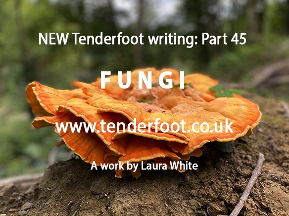 NEW Tenderfoot Writing: Part 45, FUNGI
tenderfoot.co.uk/my-writing/
#fungi #trees #sound #touch #smell #walking #woodland #writing #art #artwriting