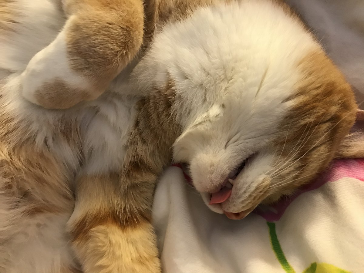 Svetlana Gorbulev (@gorbulevsvet) on Twitter photo 