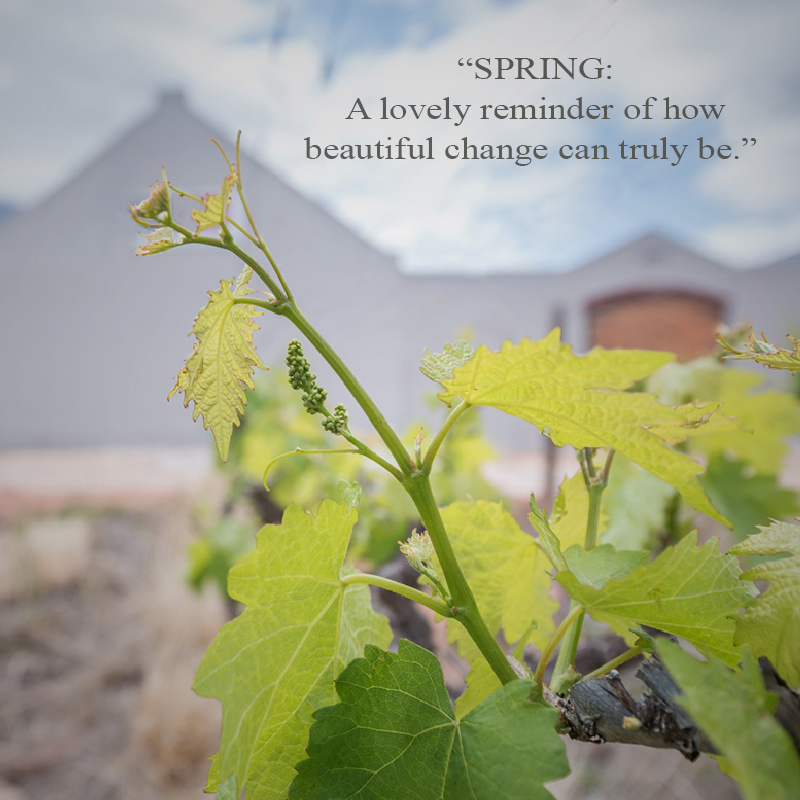 ConradieFamily's tweet photo. Happy S P R I N G 🔆

The oh-so-beautiful time of changing seasons. With vines starting to push shoots and birds singing sweet songs, 
our winemakers get ready for a new season of winemaking.

#conradiefamilyvineyards #valleyoffriends #familywines #handcraftedwines #spring https://t.co/A9dSF5FK9r