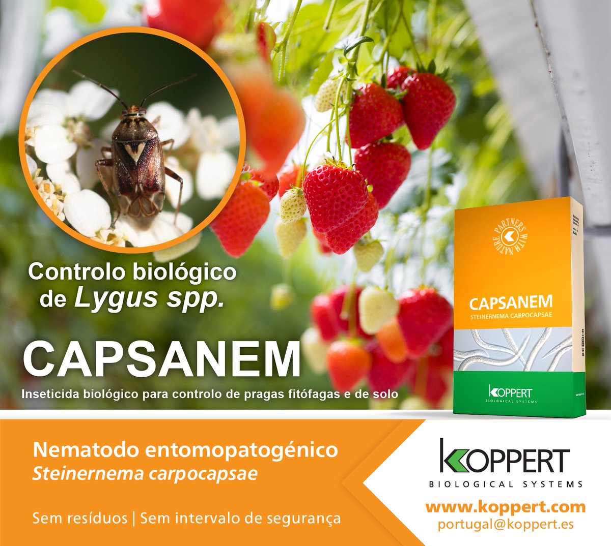 KoppertPT's tweet photo. O inseto Lygus spp alimenta-se de frutos imaturos do morangueiro🍓causando a sua deformação. A Koppert tem a solução para controlo biológico desta praga👉#Capsanem - o nematodo entomopatogénico Steinernema carpocapsae. Saiba mais 👇https://t.co/w0geA7Gg0K https://t.co/JfHRdVa5hI