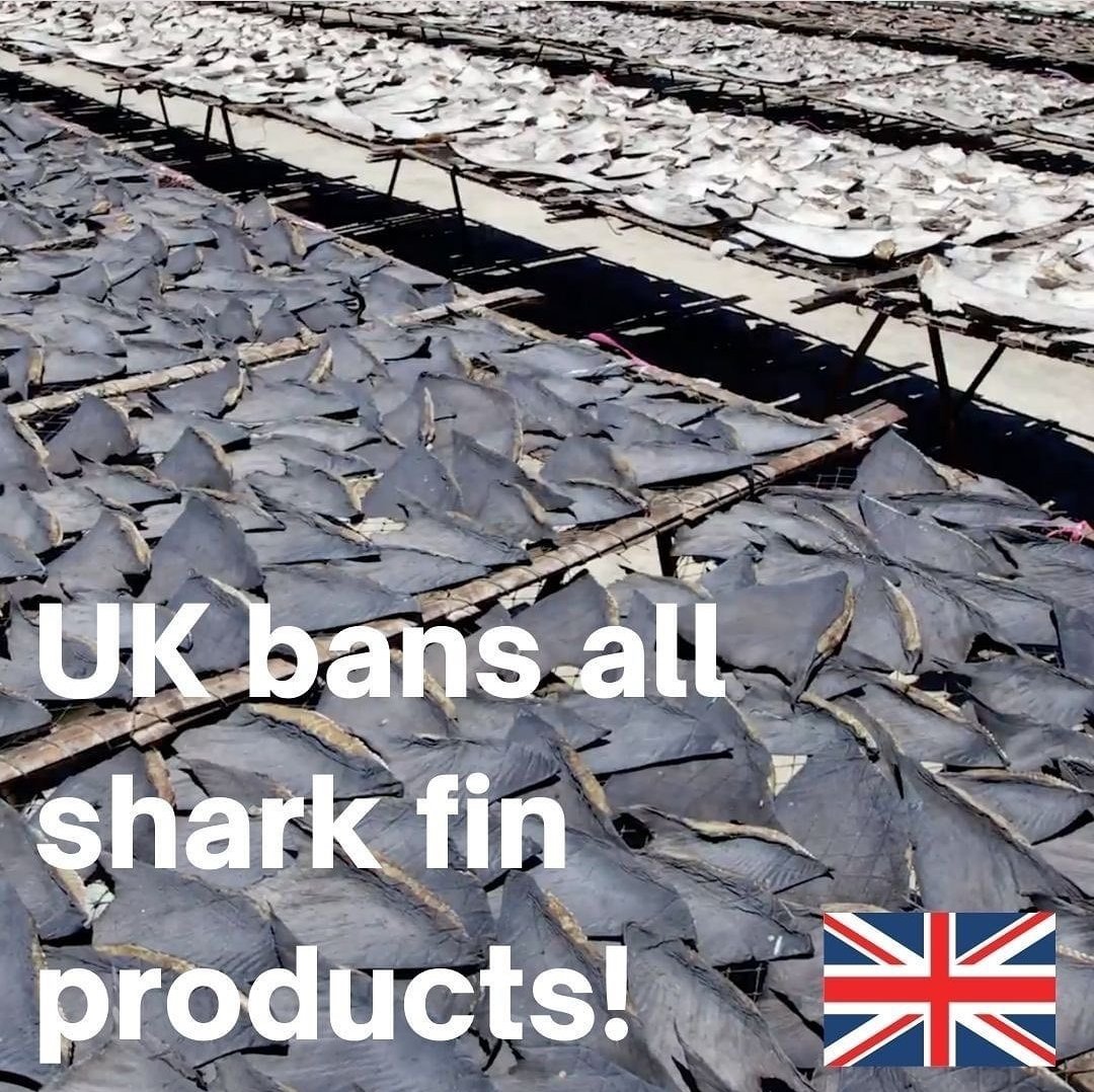 SwimFree4Life's tweet photo. Shark fin trade to be banned in the UK!!!
The UK will ban the import and export of detached shark fins and products containing them.
Source: https://t.co/eq9BFHPxEC
#EndSharkFinning https://t.co/Am1a6f6imX
