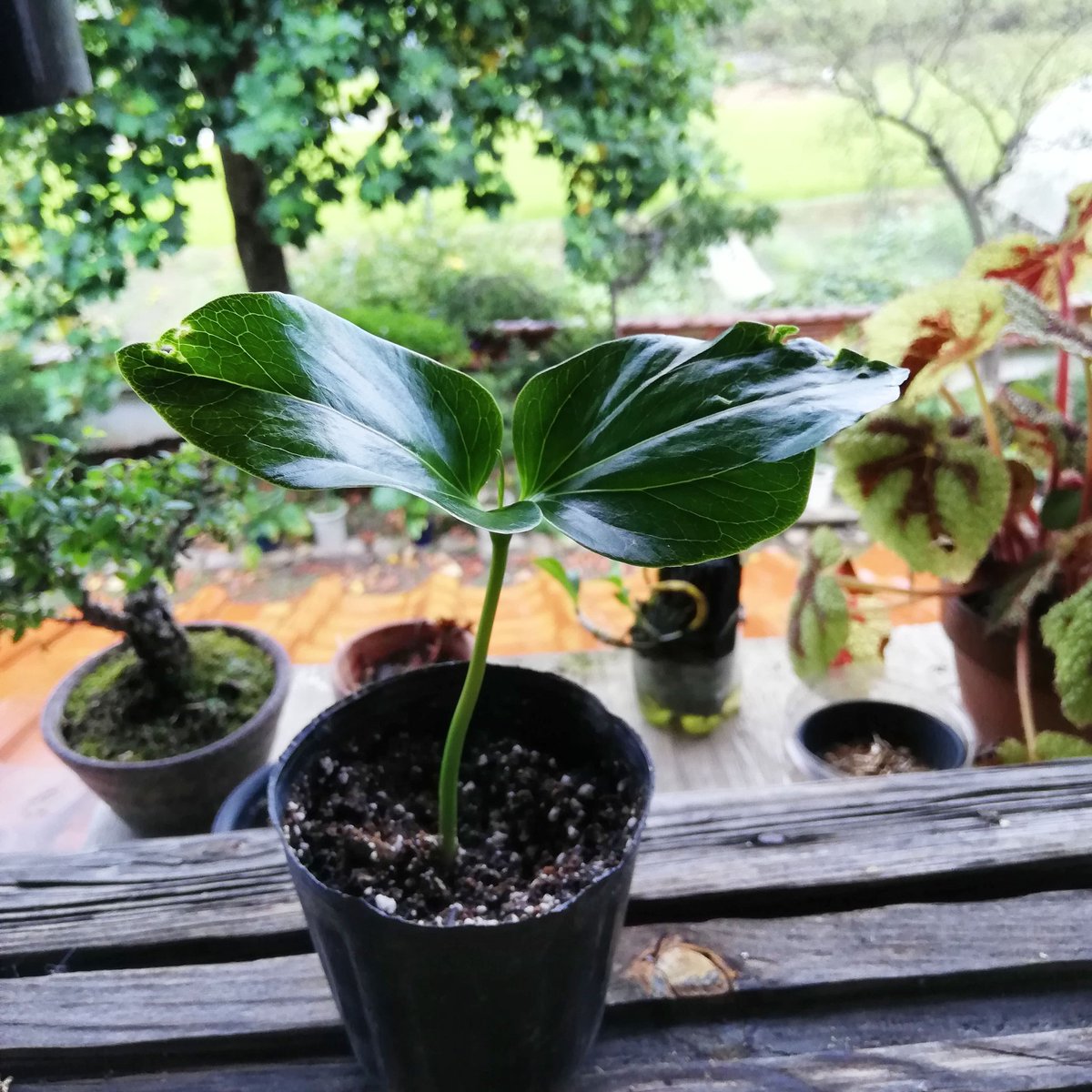 E7 99 Ba E8 8a Twitter Search