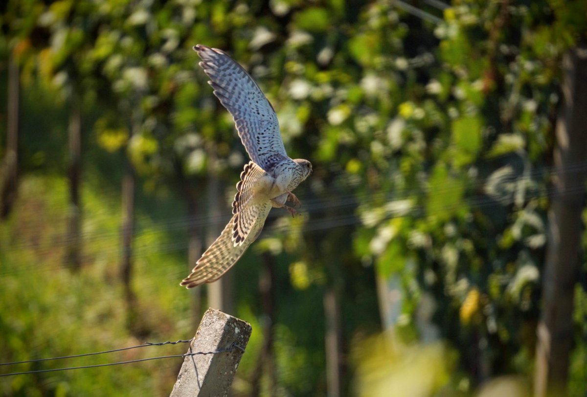 Nisem bil edini na lovu včeraj. 😁

Samica postovke v vinogradu.😇

#EurasianKestrel #FalcoTinnunculus
#birdphotography #postovka