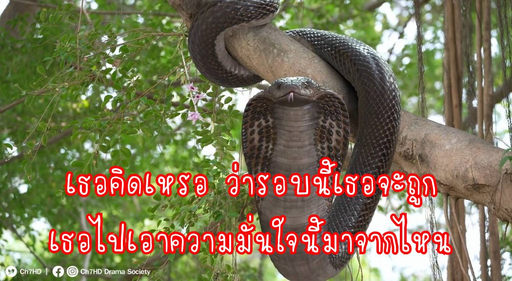 Ch7HD's tweet photo. เอาอะไรมามั่น ? https://t.co/2aD7UXiJEn