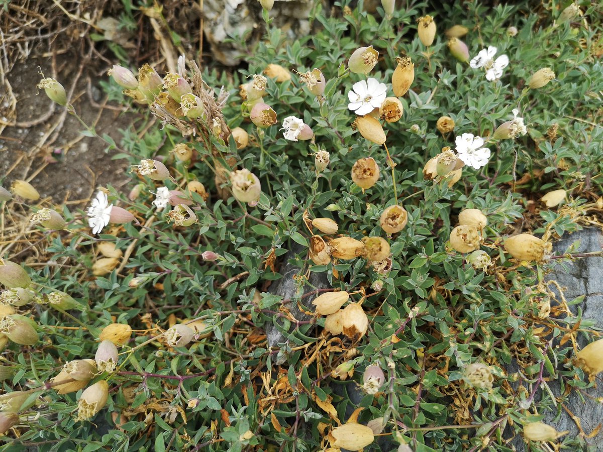 EduVinuales's tweet photo. Colleja de mar (Silene uniflora), gaviotas, faros, cabos, acantilados, pizarras de Luarca, playas, peces, prados, sidra, marisco, cachopo, nubes, robles, castaños y eucaliptos, brezos y argonas, marinos y balleneros, barcos, senda litoral, cuevas... Costa Occidental de Asturias. https://t.co/CodXo1tb2b