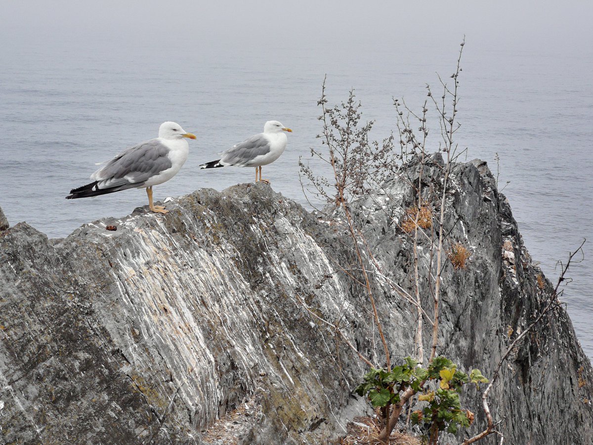 EduVinuales's tweet photo. Colleja de mar (Silene uniflora), gaviotas, faros, cabos, acantilados, pizarras de Luarca, playas, peces, prados, sidra, marisco, cachopo, nubes, robles, castaños y eucaliptos, brezos y argonas, marinos y balleneros, barcos, senda litoral, cuevas... Costa Occidental de Asturias. https://t.co/CodXo1tb2b