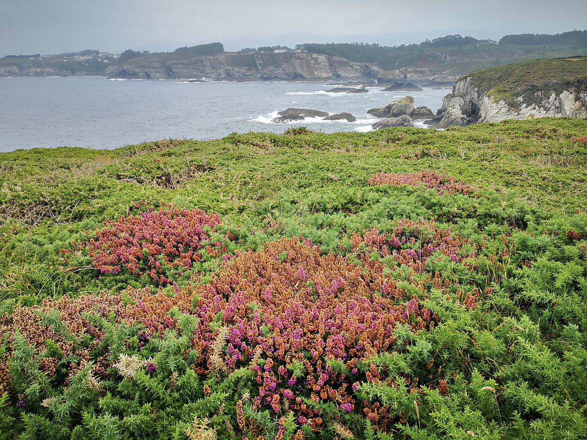 EduVinuales's tweet photo. Colleja de mar (Silene uniflora), gaviotas, faros, cabos, acantilados, pizarras de Luarca, playas, peces, prados, sidra, marisco, cachopo, nubes, robles, castaños y eucaliptos, brezos y argonas, marinos y balleneros, barcos, senda litoral, cuevas... Costa Occidental de Asturias. https://t.co/CodXo1tb2b