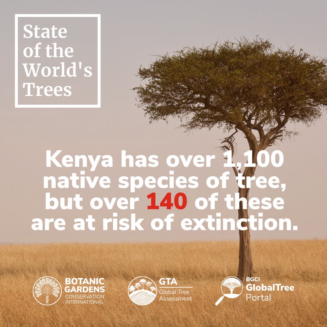Kenya has more than 1,100 native trees. Find out how many native and threatened trees there are in the country you're in using <a href="/bgci/">Botanic Gardens Conservation International</a>'s GlobalTree Portal: bgci.org/resources/bgci… #StateOfTrees #KenyaThreatenedTrees