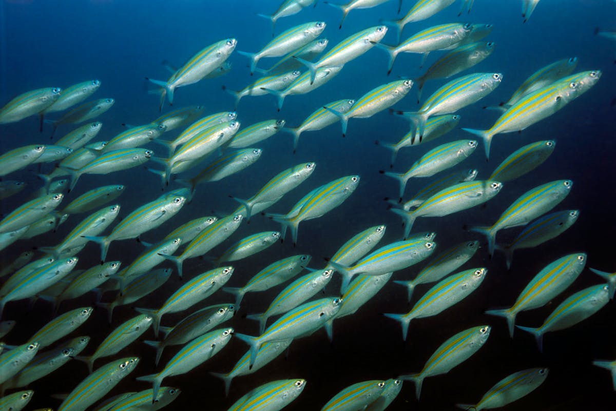 EI_MENA's tweet photo. With offices located across the Middle East, @ByrneLooby provides #construction support to #environmental projects like feasibility studies for rearing fish in a 12km2 reclamation in @DiyarAlMuharraq, where cinder blocks were placed to create an artificial reef. #IrishAdvantage https://t.co/hxCHB9vzZd