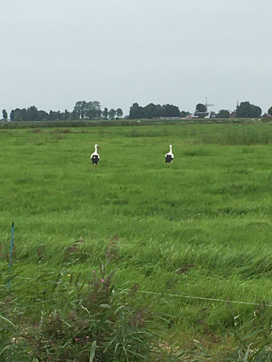 HarmannusBlok's tweet photo. Nieuwe bezoekers nabij de Margriethoeve #Reitdiepgebied @GR_Landschap #Wetsinge https://t.co/tTT9uW8bqU