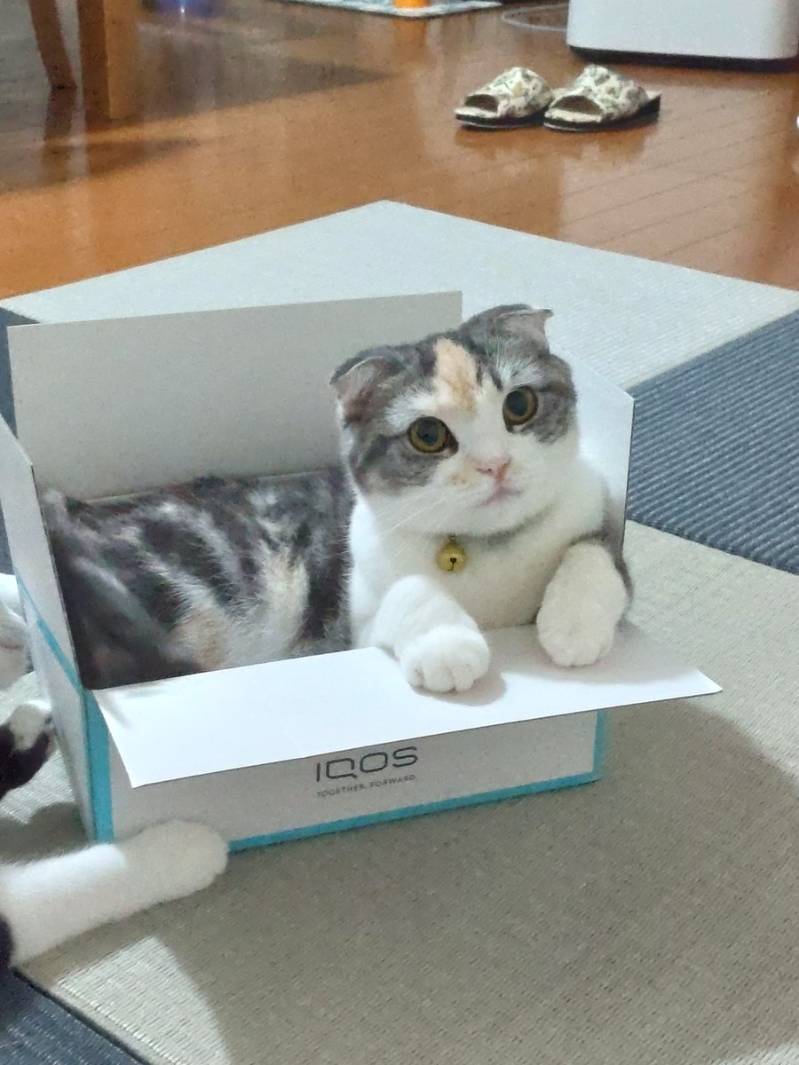 ide34629vv's tweet photo. 箱小さくないですかー😆
＃ねこ
#猫のいる暮らし 
#猫好きさんと繫がりたい 
#スコティッシュフォールド https://t.co/AXoItB4uUP