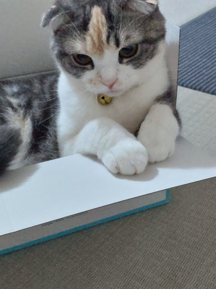ide34629vv's tweet photo. 箱小さくないですかー😆
＃ねこ
#猫のいる暮らし 
#猫好きさんと繫がりたい 
#スコティッシュフォールド https://t.co/AXoItB4uUP