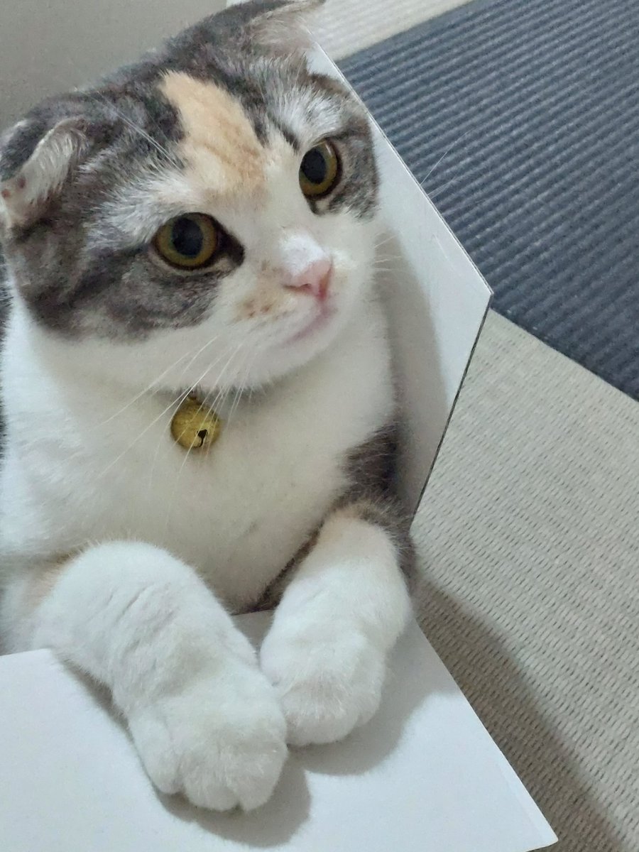 ide34629vv's tweet photo. 箱小さくないですかー😆
＃ねこ
#猫のいる暮らし 
#猫好きさんと繫がりたい 
#スコティッシュフォールド https://t.co/AXoItB4uUP