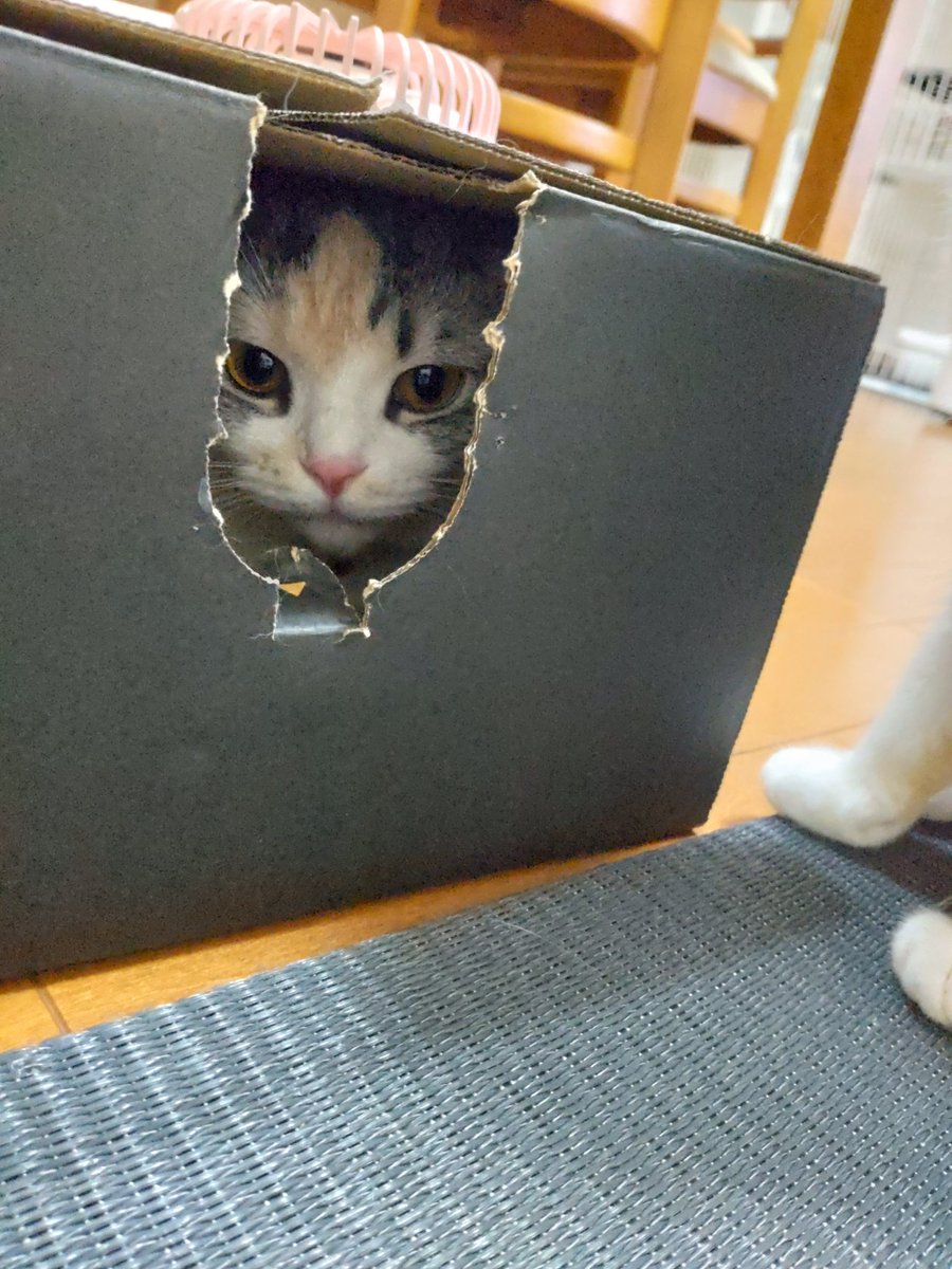 ide34629vv's tweet photo. 箱小さくないですかー😆
＃ねこ
#猫のいる暮らし 
#猫好きさんと繫がりたい 
#スコティッシュフォールド https://t.co/AXoItB4uUP