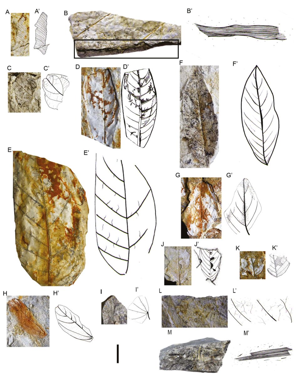 CGoisMarques's tweet photo. Rojas-Granada & al. 2021 | #Pleistocene #plants from Zarzal Formation, middle valley of the Cauca River Basin, #Colombia | Revista Brasileira de Paleontologia 24 (2): https://t.co/E4f2Z78kD1
#Palaeobotany #Paleobotany #paleoflora #leaves #seeds https://t.co/uCce2Og3n7