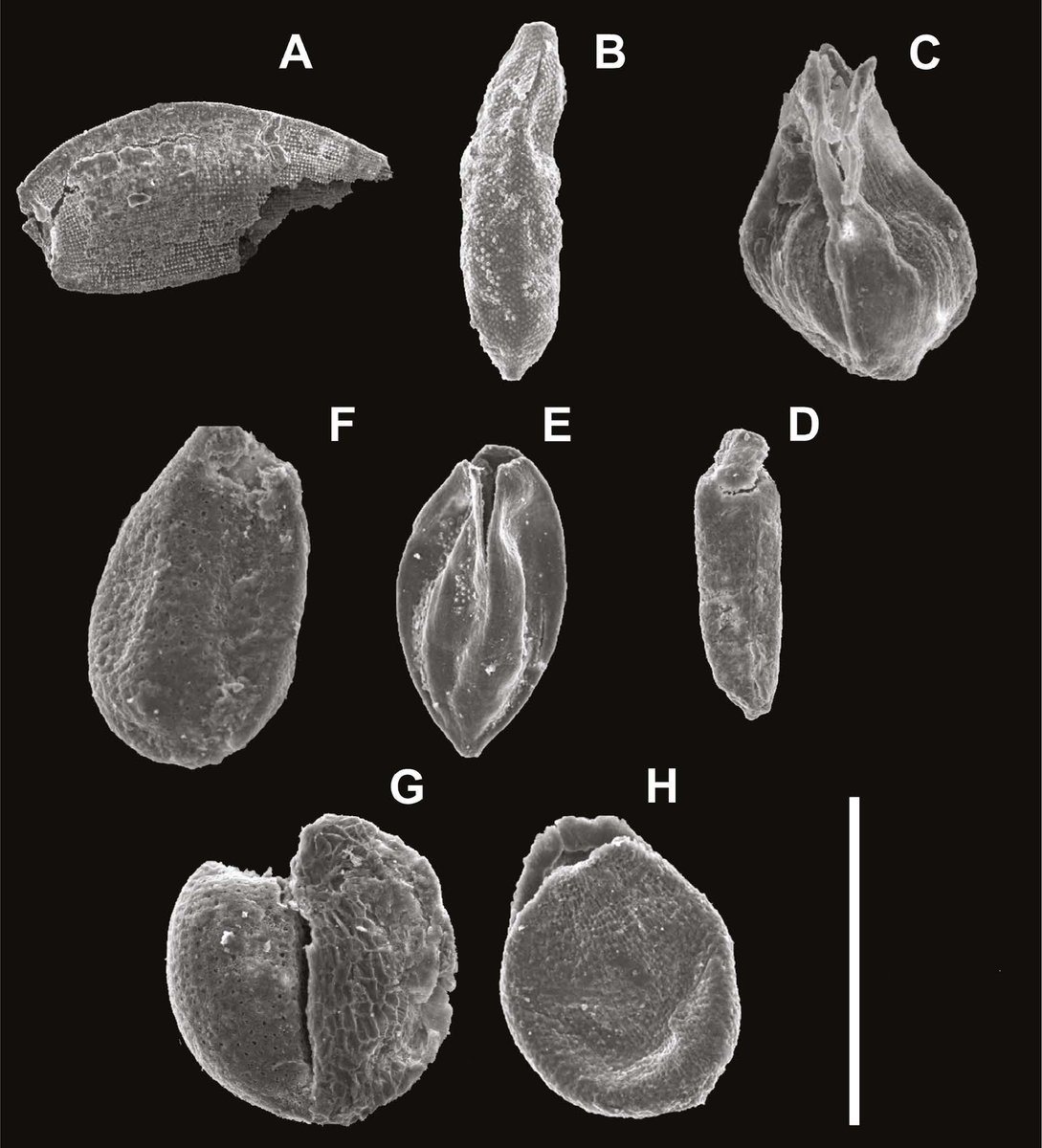 CGoisMarques's tweet photo. Rojas-Granada & al. 2021 | #Pleistocene #plants from Zarzal Formation, middle valley of the Cauca River Basin, #Colombia | Revista Brasileira de Paleontologia 24 (2): https://t.co/E4f2Z78kD1
#Palaeobotany #Paleobotany #paleoflora #leaves #seeds https://t.co/uCce2Og3n7