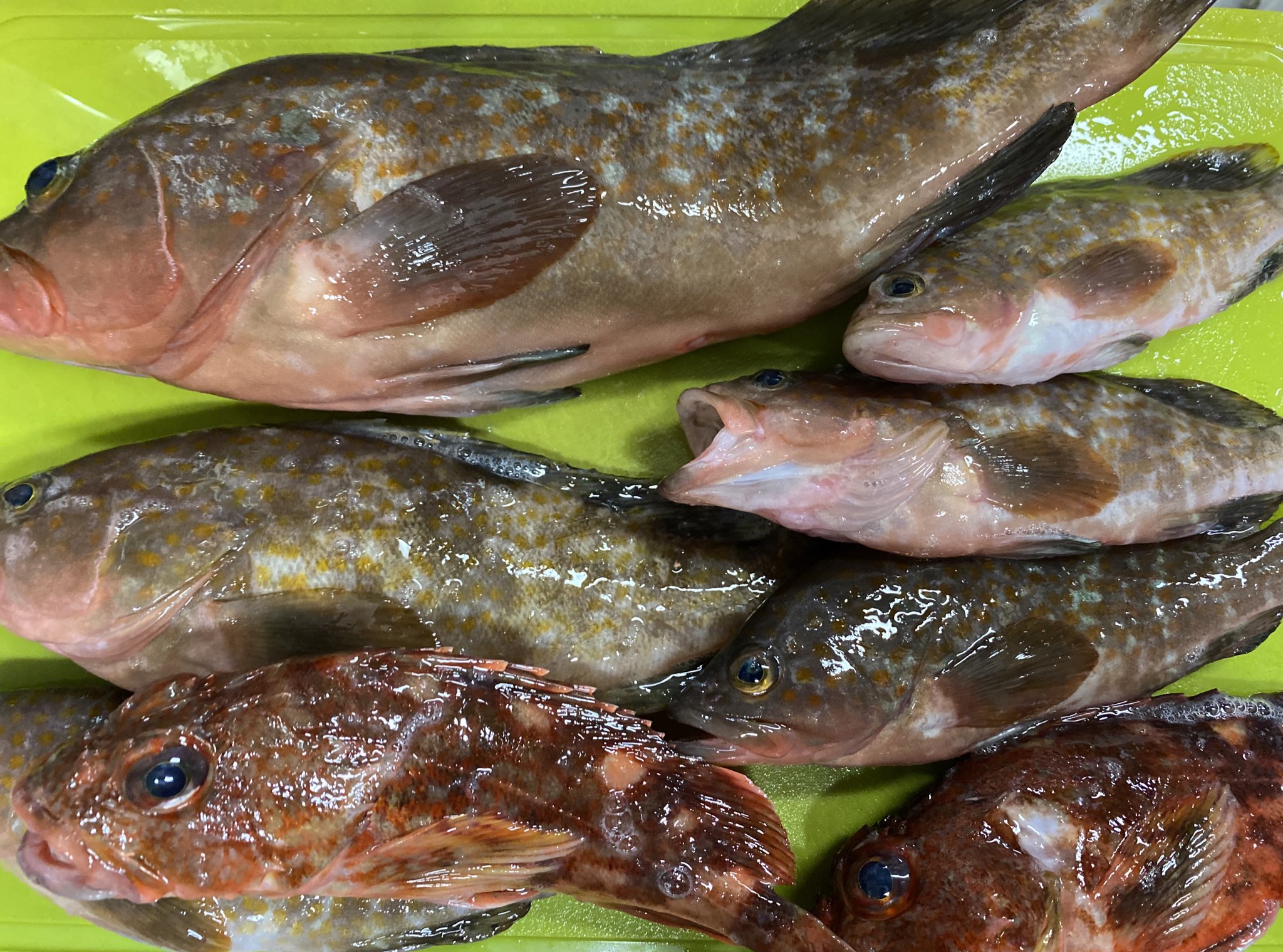 ほたる こんばんは 休みの日に釣った魚たち アコウの煮付けが美味しすぎた 釣り アコウ 何と高級魚らしい バイク垢なのに 関係ない事ばかりでごめんなさい T Co G0xa0x0zfg Twitter