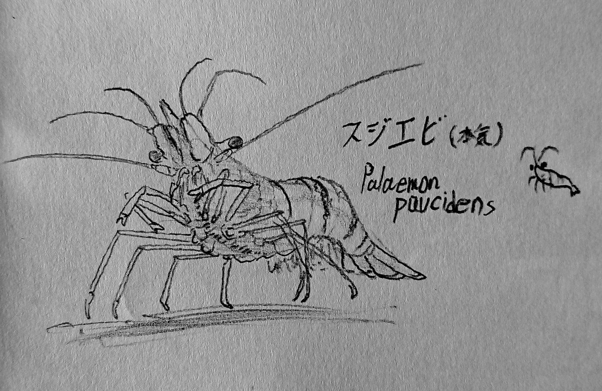 よくわかるスジエビ

姪が謎の宿題「すじえびのことをしらべる」を持ってきたので対応。 