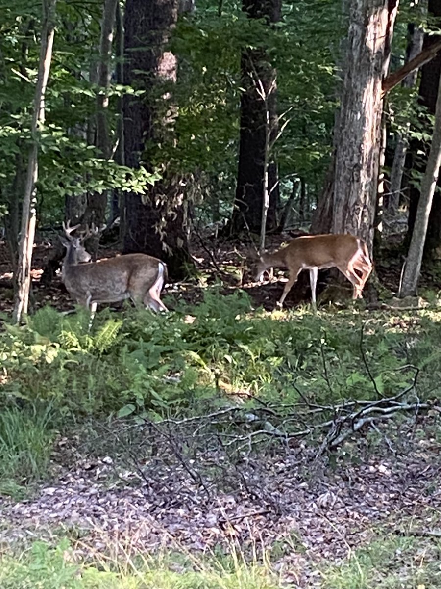 Right outside the cottage and neither Molly nor Simba saw or heard them. These 🧟‍♂️ 🦌 #zombiedeer are no joke about being one with nature 😵‍💫😵😵‍💫