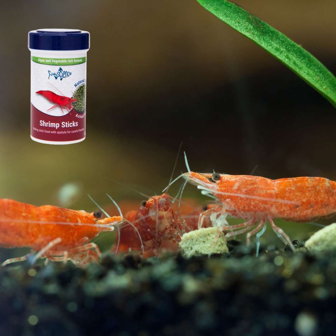 FishScienceLtd's tweet photo. What are you feeding your shrimps?
 
Find out more about FishScience Shrimp Sticks>>>https://t.co/aaeTKYJxxf https://t.co/J4DJkvdVUb