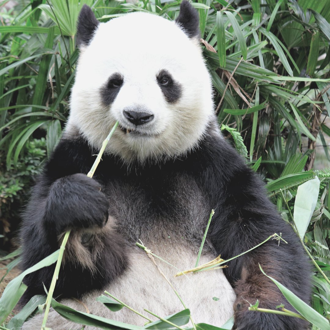 Hallo Senior Social Media Manager:in! Bist du müde oder gelangweilt von deinem derzeitigen Job? 🐼Im schönsten Hinterhof von #Hamburg bieten wir flexibles Arbeiten, ein großartiges Team, tolle Kunden u.v.m.

Mehr Infos: bambooconsulting.de/senior-social-…
#youmatter #agencylife #socialmedia