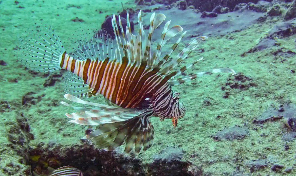 IMEDEA_UIB_CSIC's tweet image. 'Invasive fish push westward as the Mediterranean Sea slowly becomes tropical' @fionatomasn @TomasNashLab via @guardian 

🔗theguardian.com/environment/20…

#invasivespecies  #InvasiveFish
