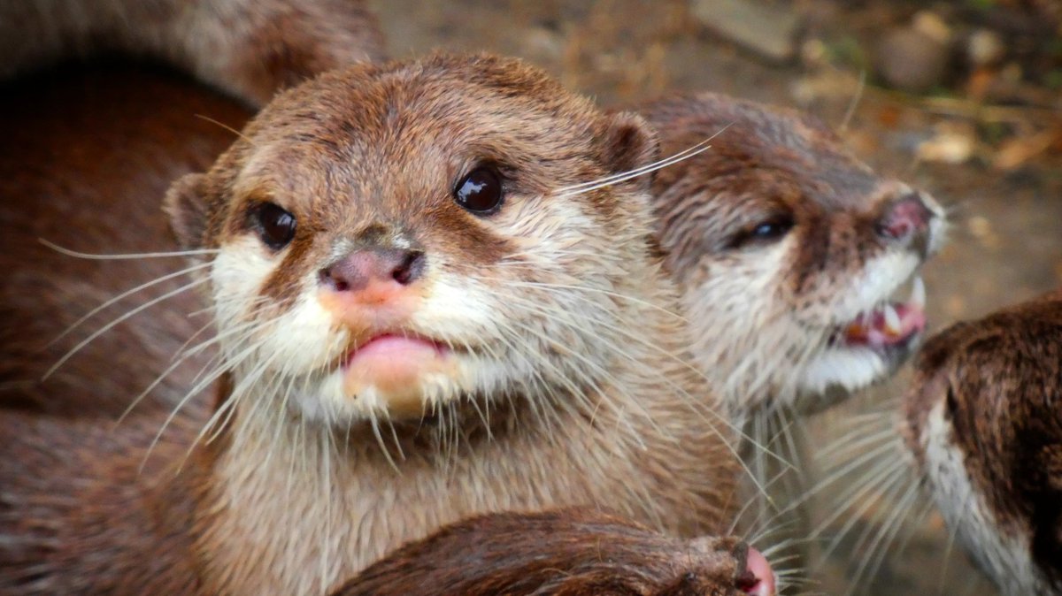 AJS0391's tweet photo. Just a lovely little otter🖤
#otter #Littleover #cutest #beautiful #cutestface #hello #animal #AnimalOfTheDay https://t.co/irWvkyrgdE