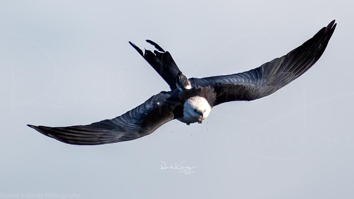 rkotinsky's tweet photo. Swallow-tailed Kite coming in for a Skim!
Florida in Aug. of 2021
#birdphotography #wildlifephotography #birdss #birdsofprey #BBCWildlifePOTD @todaysbird https://t.co/Ke3qpTCL1V